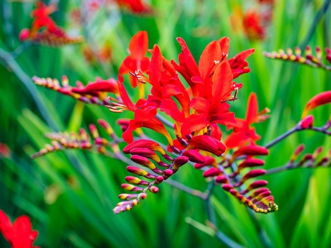 Los colibríes no pueden resistir las flores de crocosmia ardientes