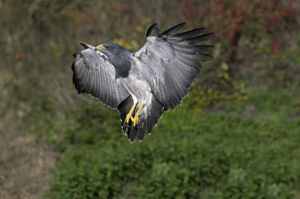 ¿Los halcones comen zarigüeyas? (Especies + Otras preguntas frecuentes)