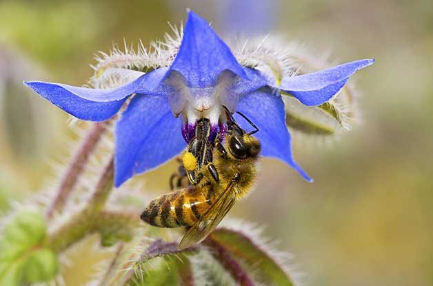 17 mejores flores que atraen a las abejas