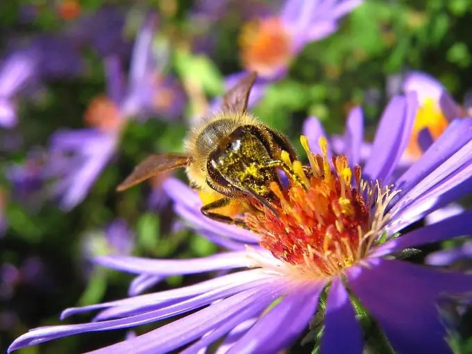 17 mejores flores que atraen a las abejas