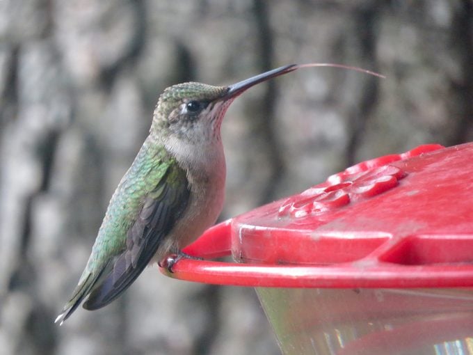 12 preguntas frecuentes sobre la alimentación de los colibríes