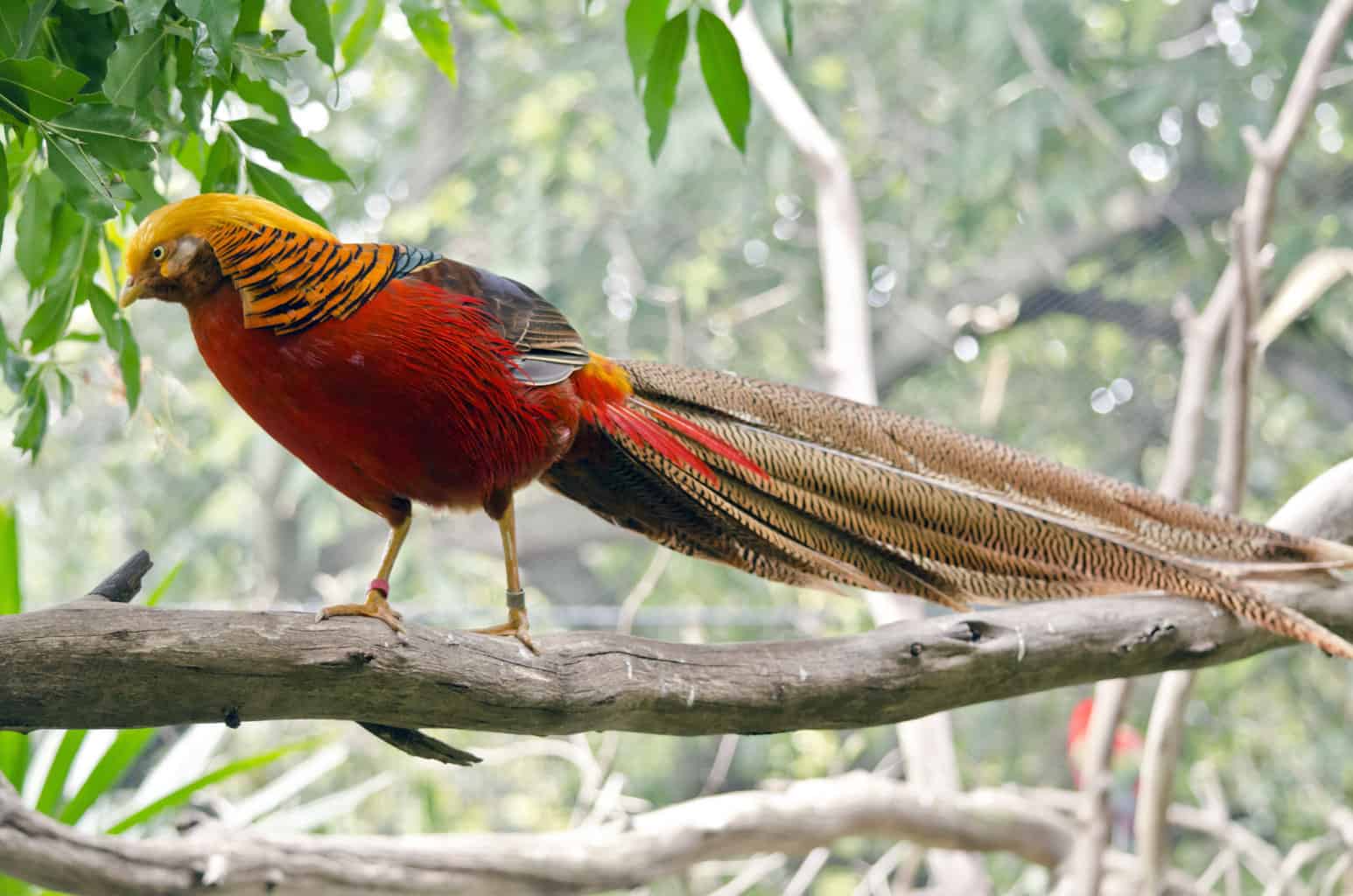 Las aves más extrañas del mundo: nuestra extraña alineación