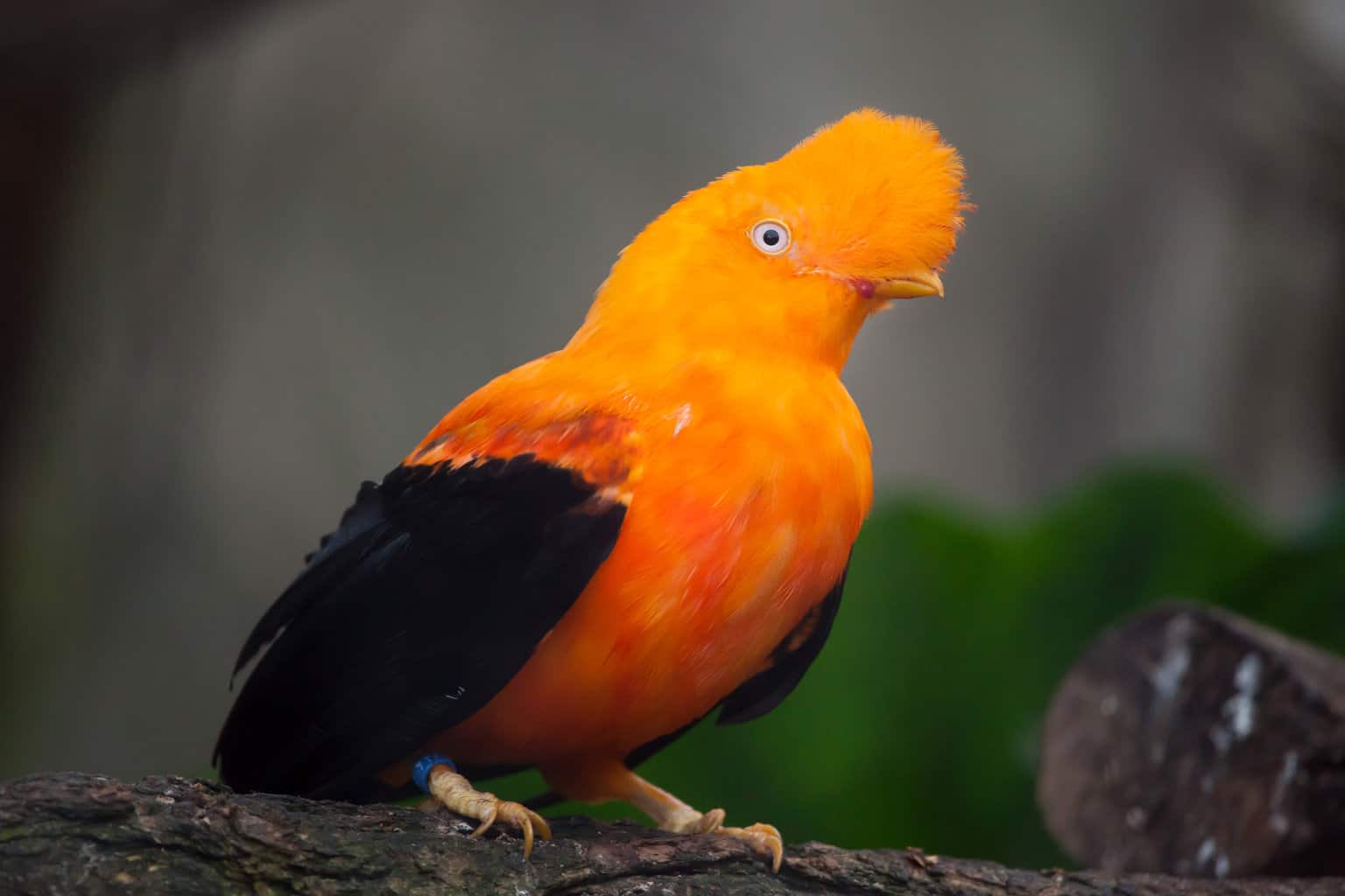 Las aves más extrañas del mundo: nuestra extraña alineación