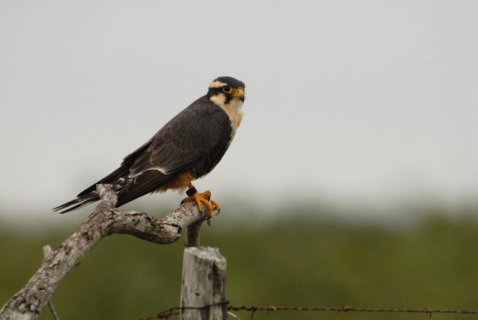7 datos fascinantes sobre el ave halcón que debes saber