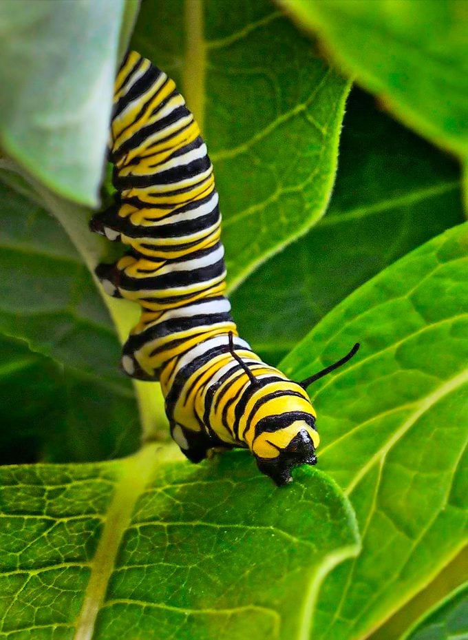 Flores de mariposa monarca que debes cultivar