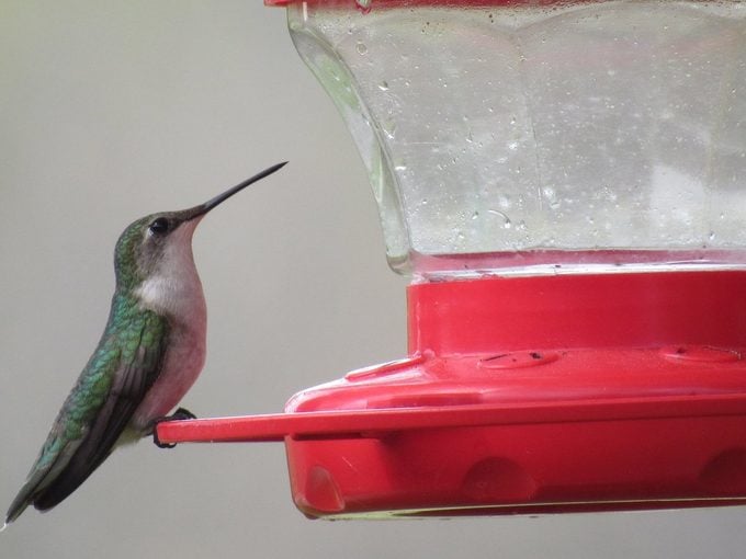 ¿Qué (y con qué frecuencia) comen los colibríes?