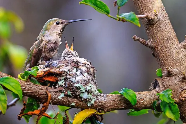 Cómo atraer colibríes: 10 consejos de expertos