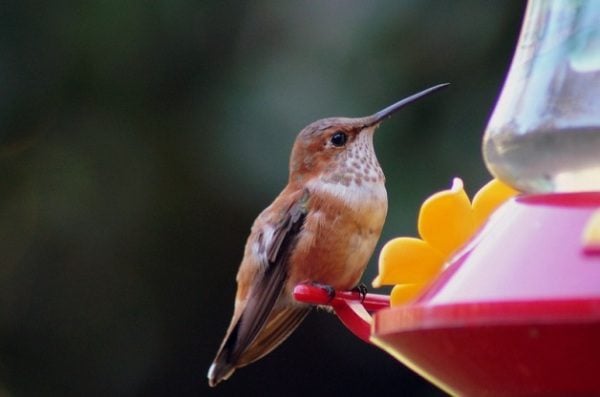 Cómo atraer colibríes: 10 consejos de expertos