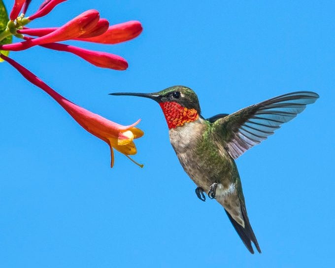 Pies de colibrí: ¿pueden caminar los colibríes?