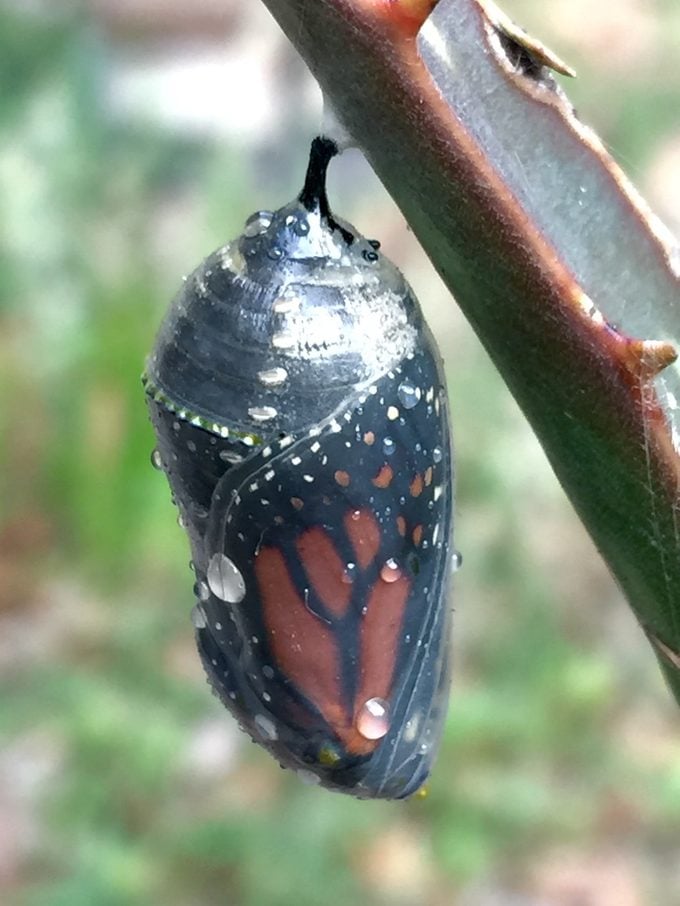 ¿Qué aspecto tiene una oruga monarca?
