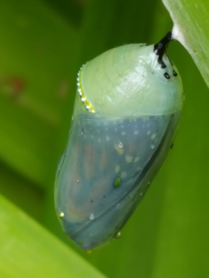 ¿Qué aspecto tiene una oruga monarca?