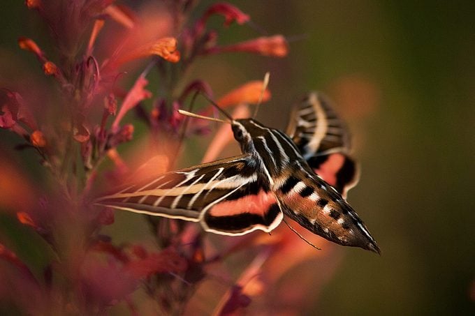 Polilla vs Mariposa: Cómo notar la diferencia