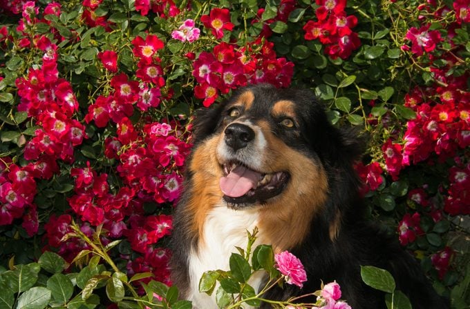 ¿Son las rosas tóxicas para perros y gatos?