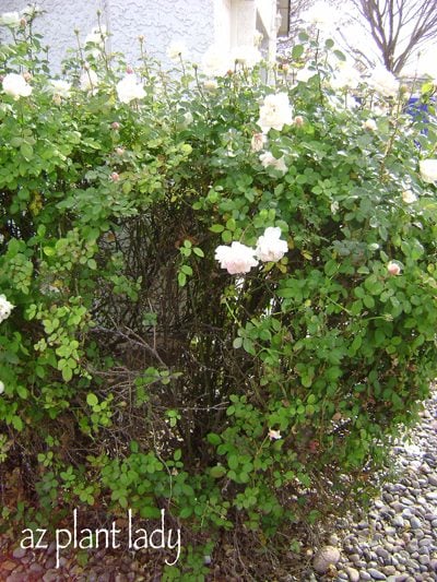 Consejos de poda de rosales demasiado grandes para jardineros