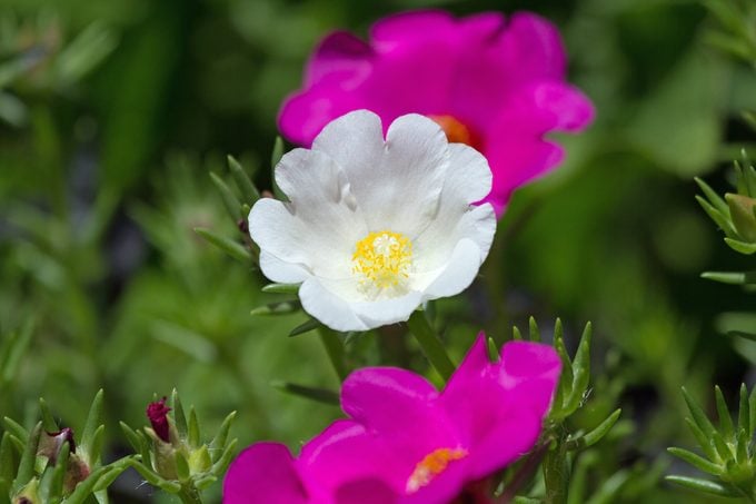 Consejos para el cuidado y cultivo de rosas de musgo