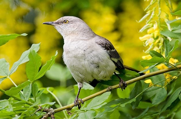 Miméticos y mimetismo de aves: tres pájaros que debes conocer
