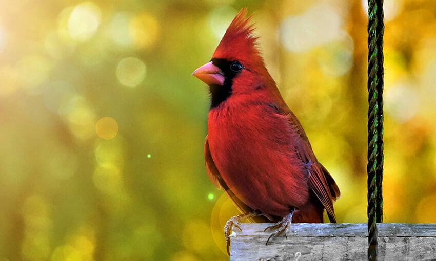 4 pájaros rojos encontrados en Texas (imágenes)