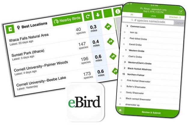 5 aplicaciones de observación de aves para mejorar tus habilidades