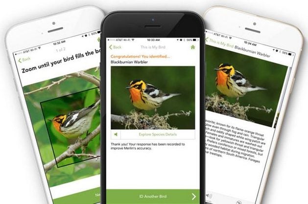 5 aplicaciones de observación de aves para mejorar tus habilidades