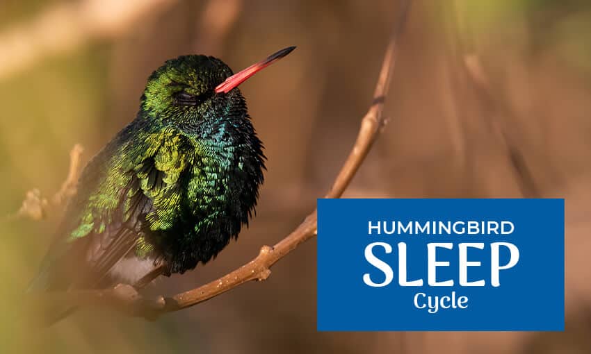 ¿Duermen los colibríes? Si es así, ¿cómo y dónde?