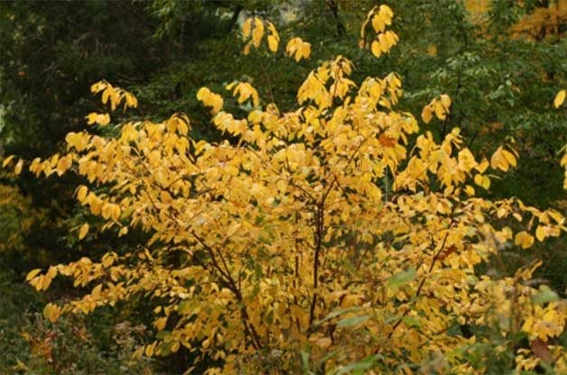 9 mejores arbustos de otoño para crecer esta temporada