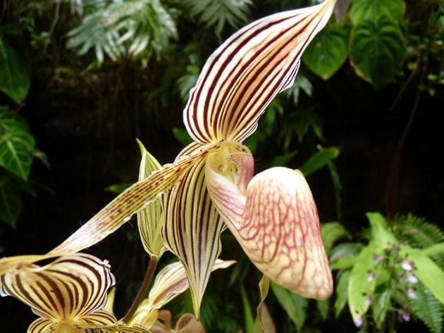 Orquídeas en crecimiento: Paphiopedilum o zapatilla de dama