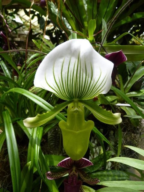 Orquídeas en crecimiento: Paphiopedilum o zapatilla de dama