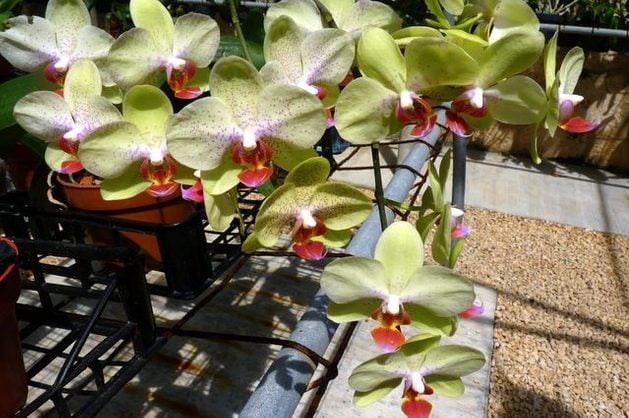 Orquídeas en crecimiento: Phalaenopsis | Jardinería en contenedores