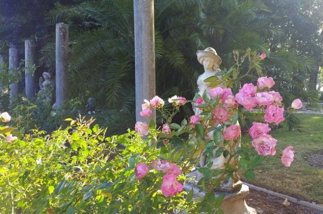 Jardín de rosas de Mable Ringling | Jardinería de flores