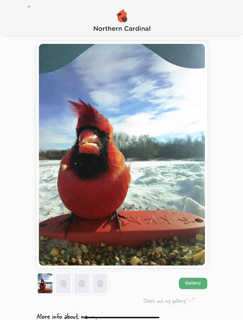 Our Bird Buddy Review: una guía práctica de los pros y los contras