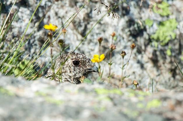 Paisaje y observación de aves en Rocky Mountain NP