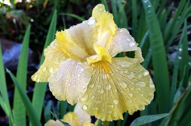 Iris de Luisiana | Jardinería de flores