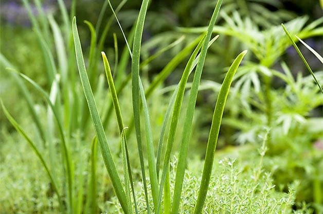 9 hierbas poco conocidas | Jardinería