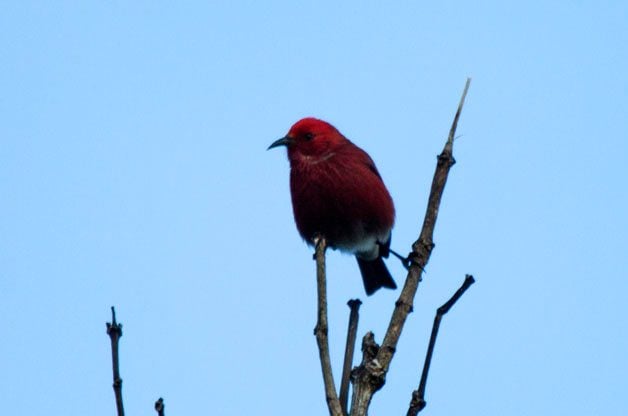 Puntos calientes de observación de aves: parques nacionales menos conocidos