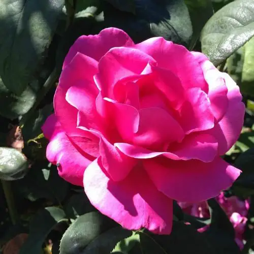 Garden Travels: Jardín de rosas de la Misión de Santa Bárbara