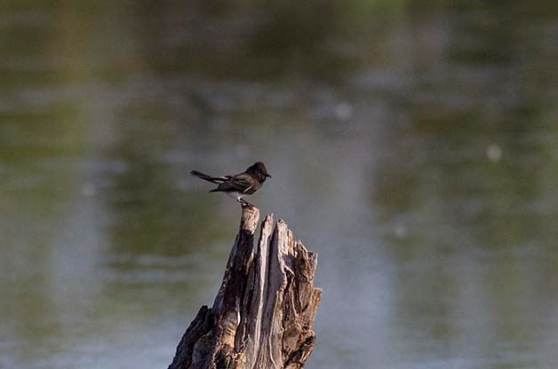 Puntos calientes de observación de aves: Parque Estatal Estero Llano Grande