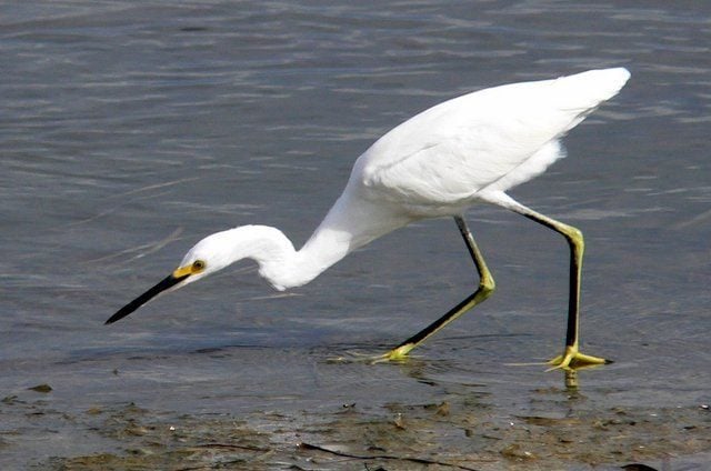 Consejos para la observación de aves en la playa durante la marea baja | Conceptos básicos de observación de aves