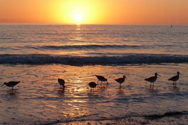 Consejos para la observación de aves en la playa durante la marea baja | Conceptos básicos de observación de aves