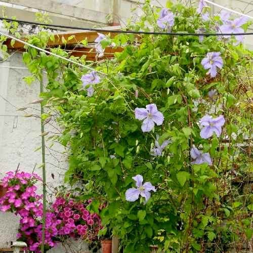 Enredaderas favoritas para jardines de flores en el patio trasero