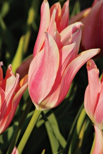 Jardinería de flores | Los 10 favoritos de los tulipanes