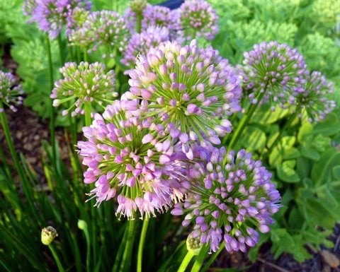 Bloomin' Onions: hermosas flores de la familia Allium