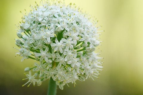 Bloomin' Onions: hermosas flores de la familia Allium