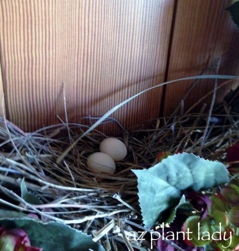 Un nido de pájaro construido en la puerta principal