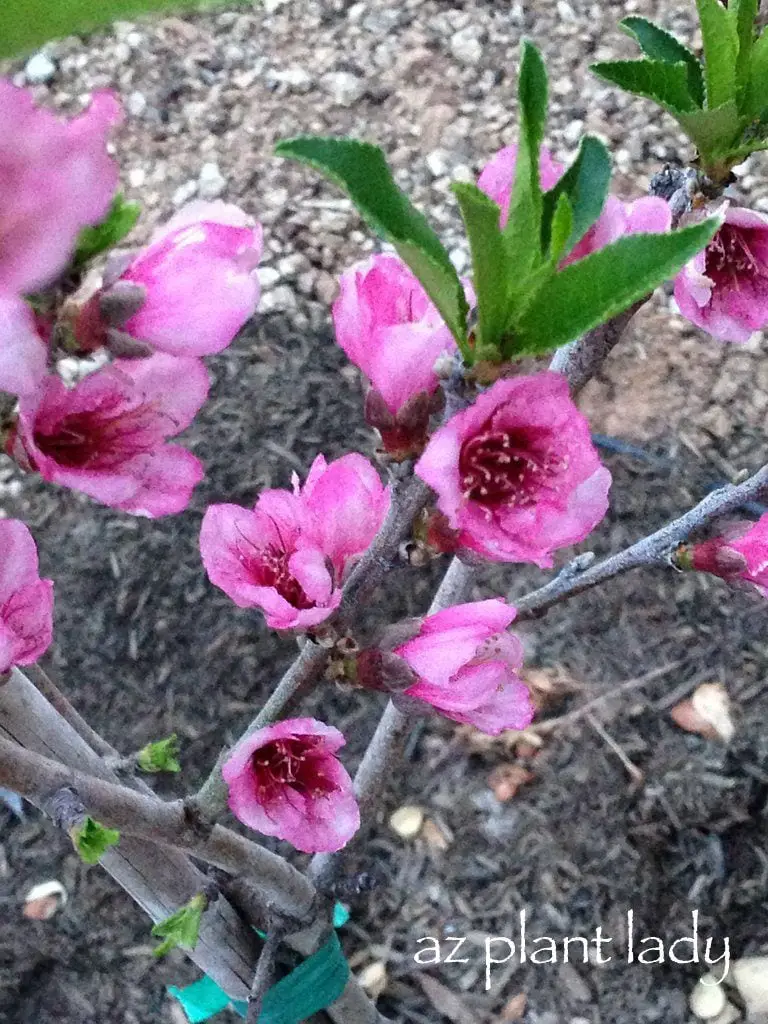 Signos de la primavera: árboles frutales fragantes y en flor