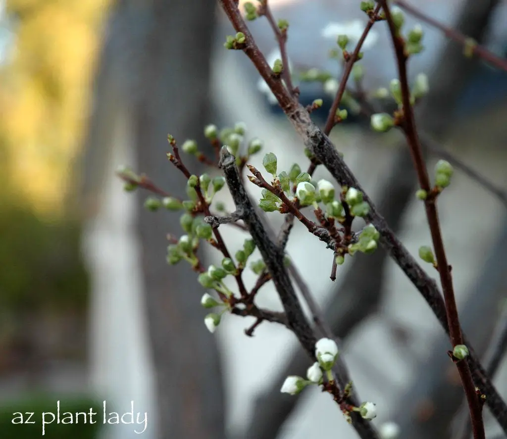 Signos de la primavera: árboles frutales fragantes y en flor