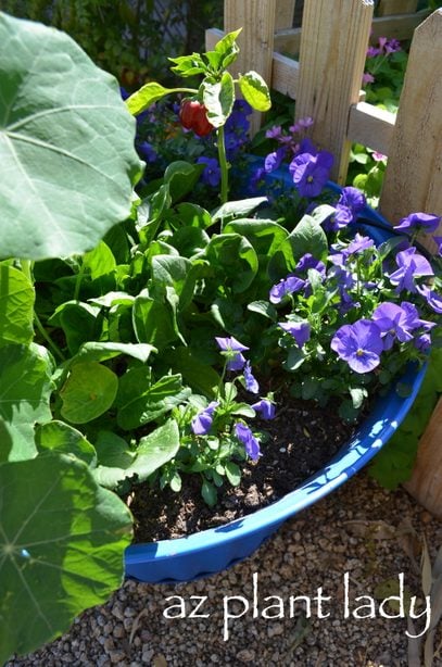Cultiva verduras y flores en contenedores