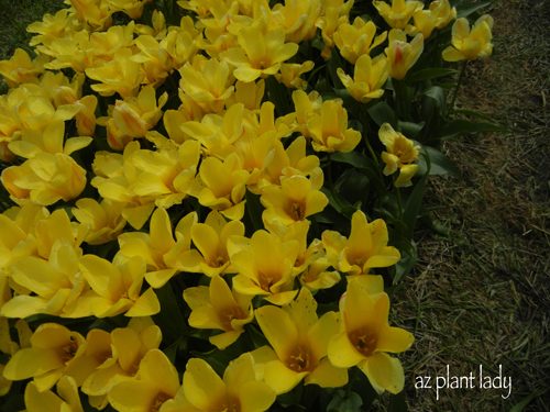Una abundancia de tulipanes, jacintos y narcisos