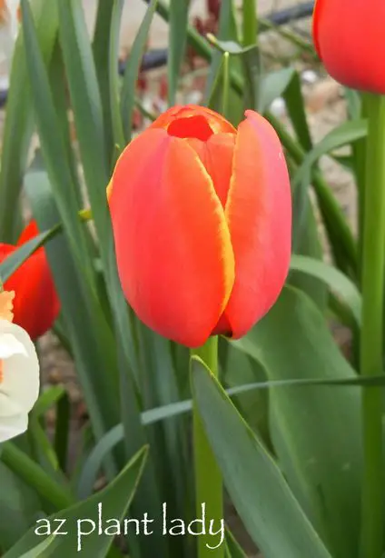 Una abundancia de tulipanes, jacintos y narcisos
