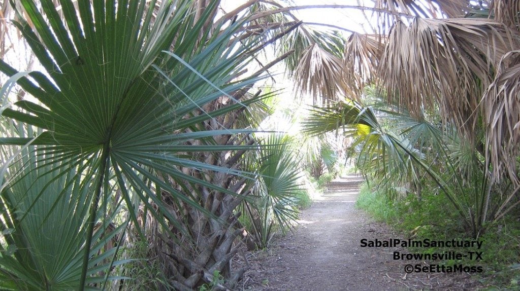 Extraordinario lugar de observación de aves en Sabal Palm Sanctuary