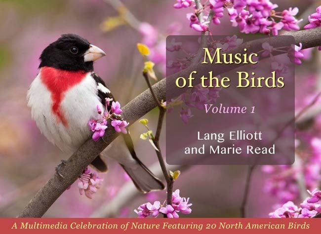 Fotografía de aves | Entrevista profesional de fotografía de aves: Marie Read